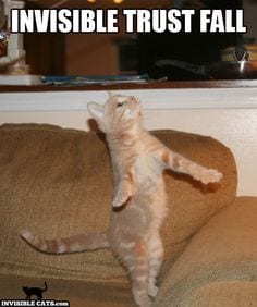 cat trust fall