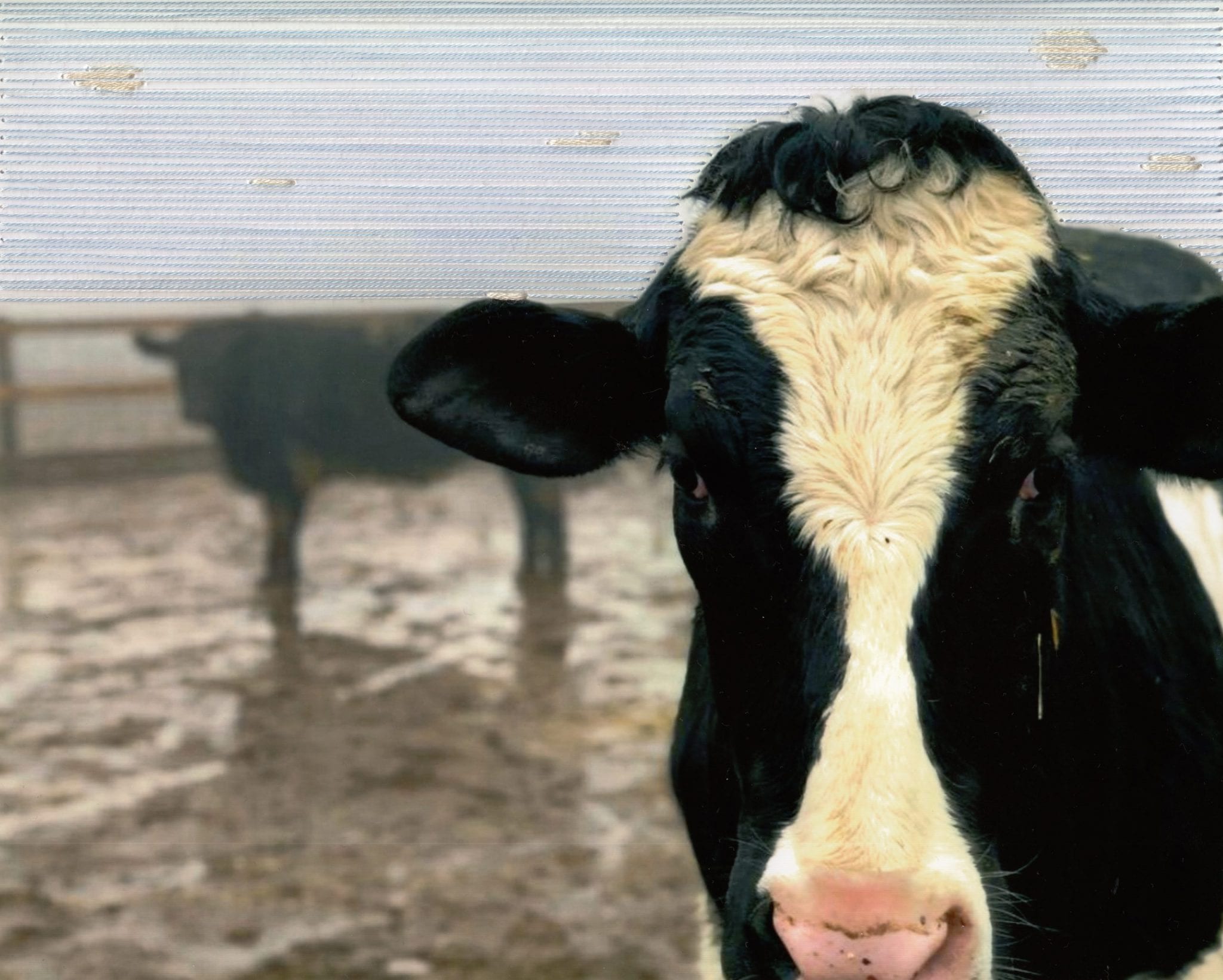 Custom embroidery art on photograph of cow