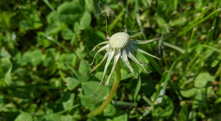 Photograph of last dandelion seed hanging on
