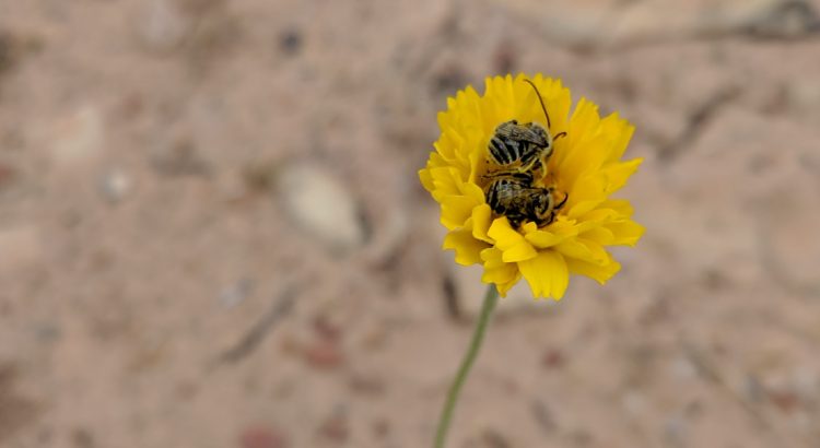 Two dead bees lay together in the center of a yellow flower at Red Rock Canyon.