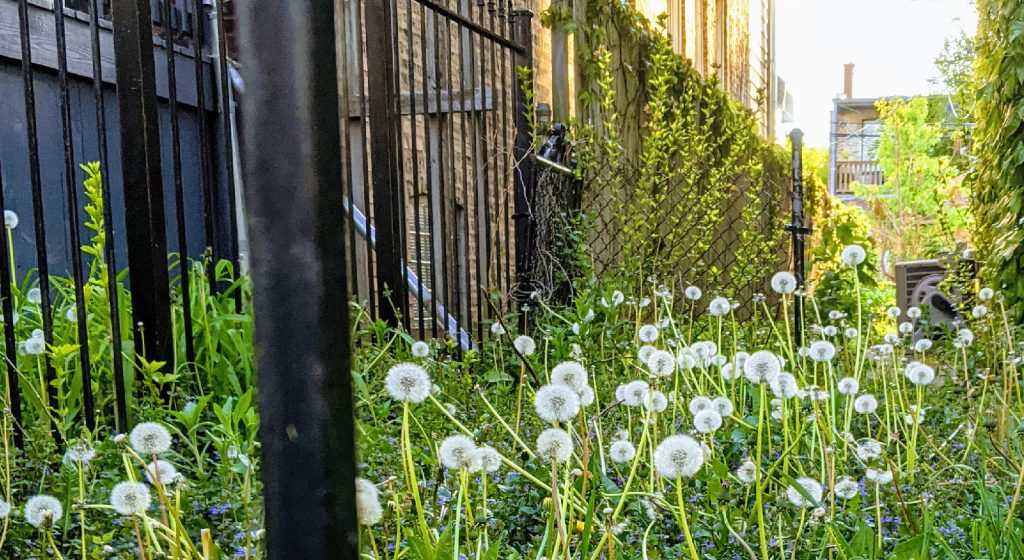 A small side yard in Chicago is full of dead dandelions. Their fluffy white tufts shine in the sunset behind them.